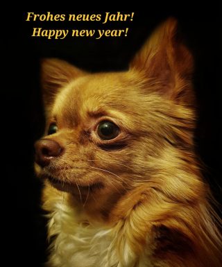 Frohes neues Jahr 2022.
Happy new year 2022.
.
.
.
#frohesneuesjahr #happynewyear #happynewyear2022 #chihuahua #chihuahuasofinstagram #chihuahualove #martinasreisewelt